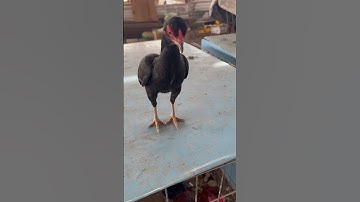 Mini Qaib Thai pullet #chicken #thairooster #bantamchicken #qaib #rooster #bantam #qaibthai