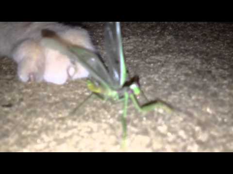 Cat vs Pray mantis
