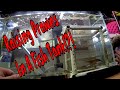 How to raise freshwater prawns in a fish tank ktprawns