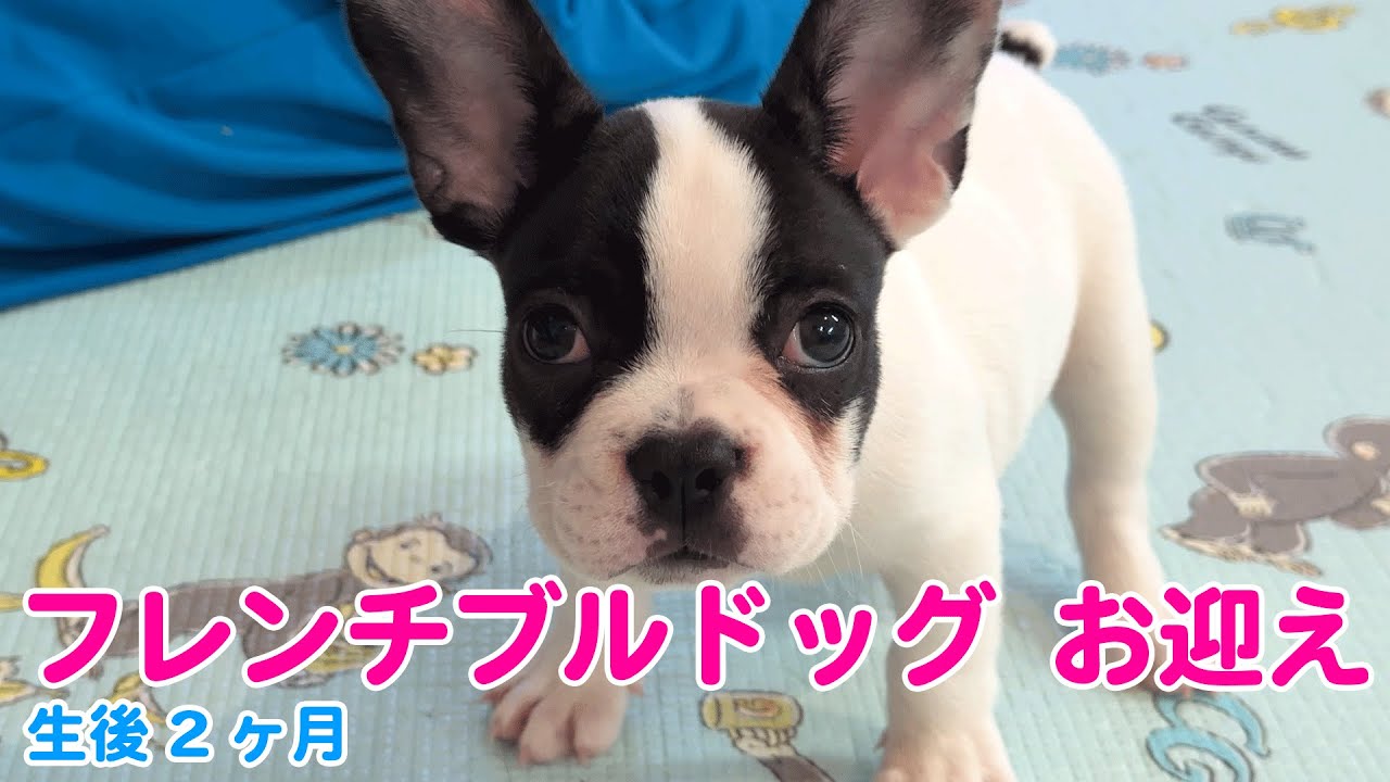【子犬お迎え】 生後2ヶ月のフレンチブルドッグをお迎えしました！