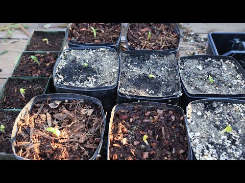 Germinate the difficult leucospermum from seed (protea) - the easy way - with a surprise ending!