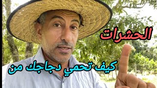 تربية الدجاج 🐓 كيفية حماية دجاجك من الحشرات