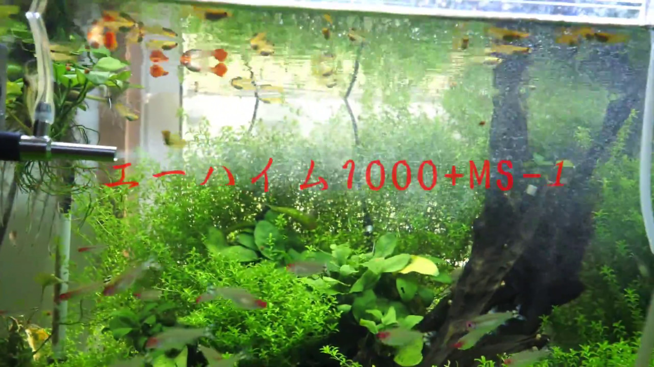 エーハイム1000とマイクロバブル組み合わせてみた Youtube