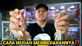 SUDAH BISA MEMBEDAKAN KENARI JANTAN & BETINA BELUM⁉️ ini tutorialnya