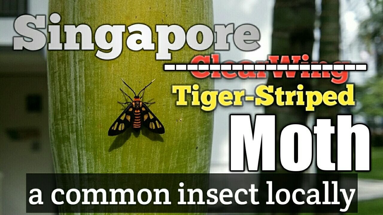 Singapore Bugs Hübner's Wasp Moth Amata huebneri insect Video macro