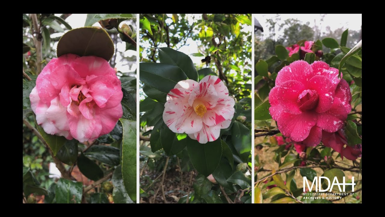 History Is Lunch: Jessica Russell, "A Living History: Eudora Welty's Garden"