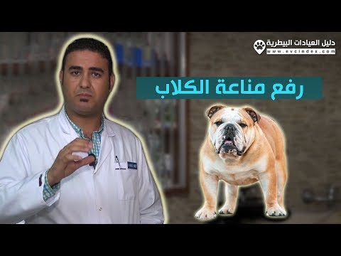 فيديو: 4 نباتات تعتبر مضادات طبيعية للالتهابات للكلاب