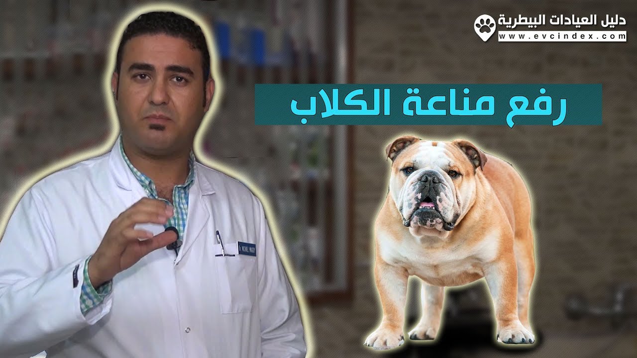 4 طرق لرفع مناعة الكلاب بالفيتامينات