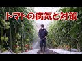 トマトの病気と対策・中間管理について20/6/26＃1010