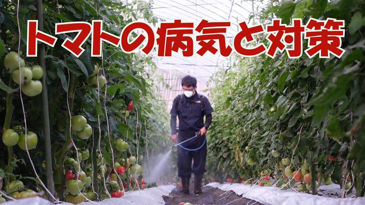 トマトの病気と対策 中間管理について 6 26 1010 Youtube