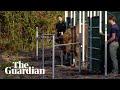 Wild bison released into kent countryside