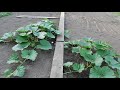 How to bury Alantic Giant Pumpkin vines & more Bubba & ERI