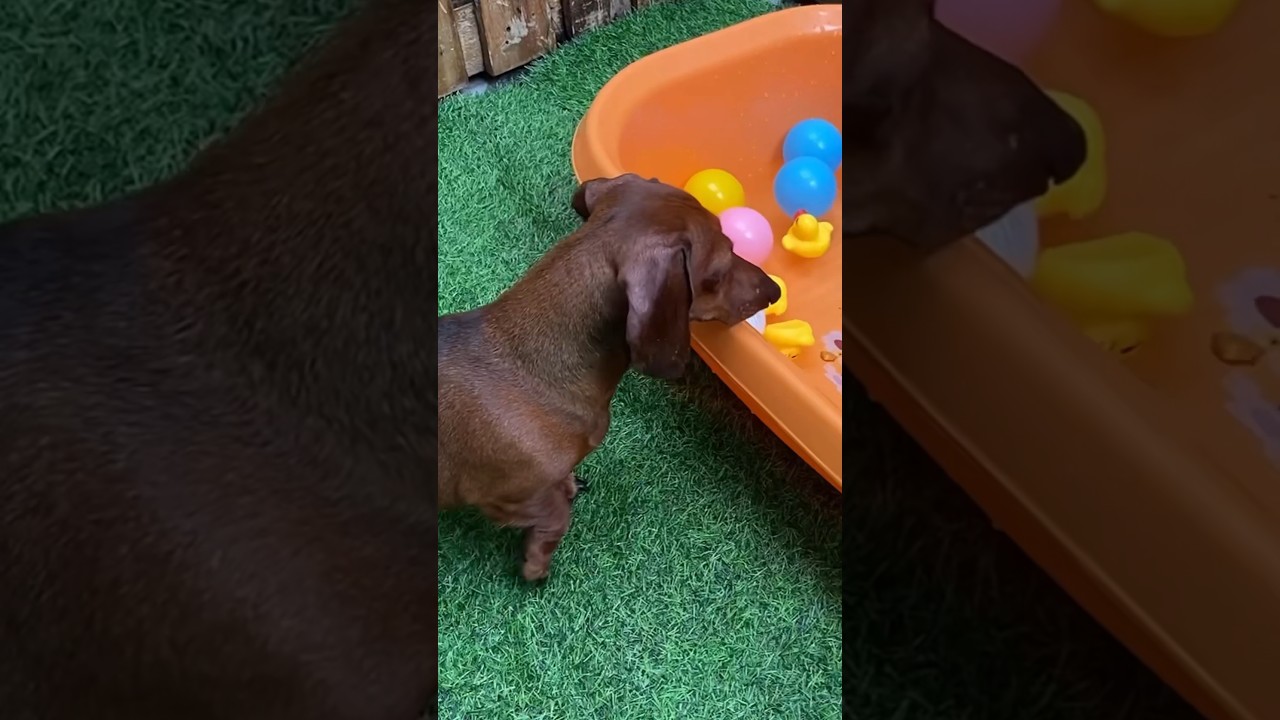 Dog ball bath preparation 