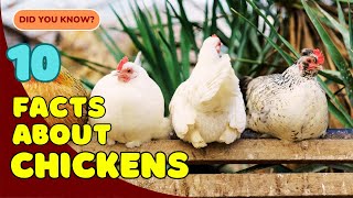 10 Surprising Facts About Chickens You Didn’t Know! 🐔🐓🐥🥚
