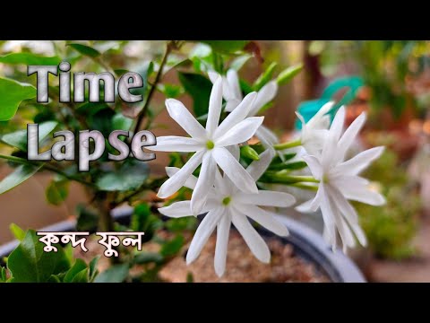 Βίντεο: Jasmine multiflorum: φωτογραφία, φροντίδα στο σπίτι