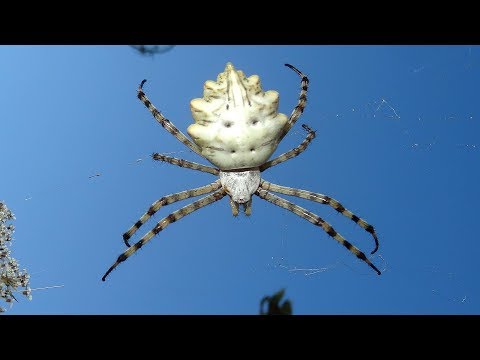 Vídeo: Argiope keyserlingi é venenosa?