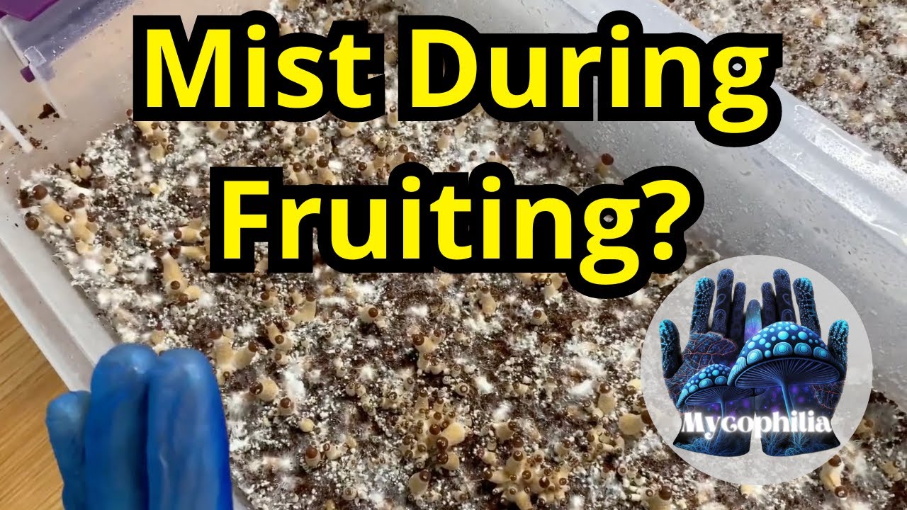 Should You Mist During Fruiting?