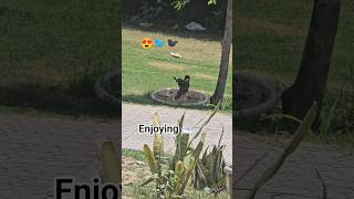 peaceful view #summer #helpbirds #keepwaterouside #viral #supportanimals #protectbirds #savenature