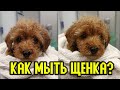 Как мыть щенка? Купаем и стрижем когти щенкам пуделя.