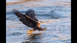 Conowingo Dam Bald Eagles in 4k April 2021