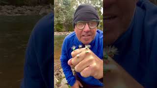 Fly Fishing with beetle flies. Beetle fly fishing flies and design. Trout love a bit of beetle.