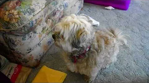 Video 1168281: munchkin baby kitten talks, cute munchkin baby kitten, kitten meowing, kitten cute dogs