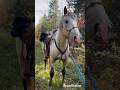 A wilderness adventure on foot #horse #appaloosa #trailride #country #farm #fun #walking #cute #pony