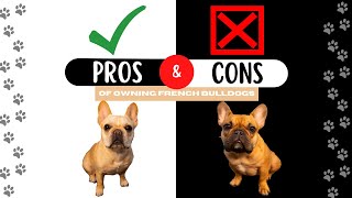Celebrity Pros and Cons of Owning French Bulldogs Profile