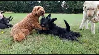 Scotties can be playful with other dogs