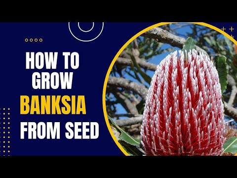 Video: Cura delle piante di Banksia: informazioni e suggerimenti per la coltivazione di Banksia