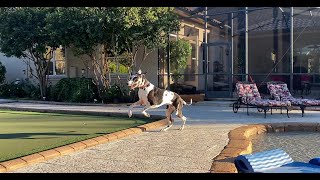 Happy Great Danes Run Zoomie Laps Around The Pool