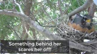 Robin's Nest  Baby birds with not so happy ending