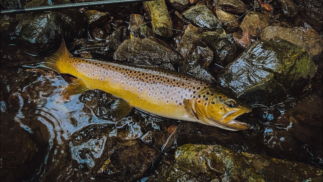 BIG Brown Trout On The Little Juniata River YouTube