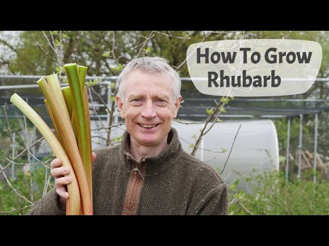 Videó: Tájékoztatás a rebarbara termesztéséről és a rebarbaranövények gondozásáról