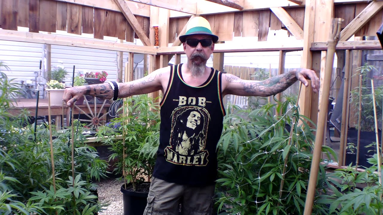 How (and when) to cover and trellis your cannabis for flowering