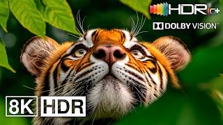 MAJESTIC EARTH 🌍 Dolby Vision HDR 8K 120 FPS (4K Video ULTRA HD)