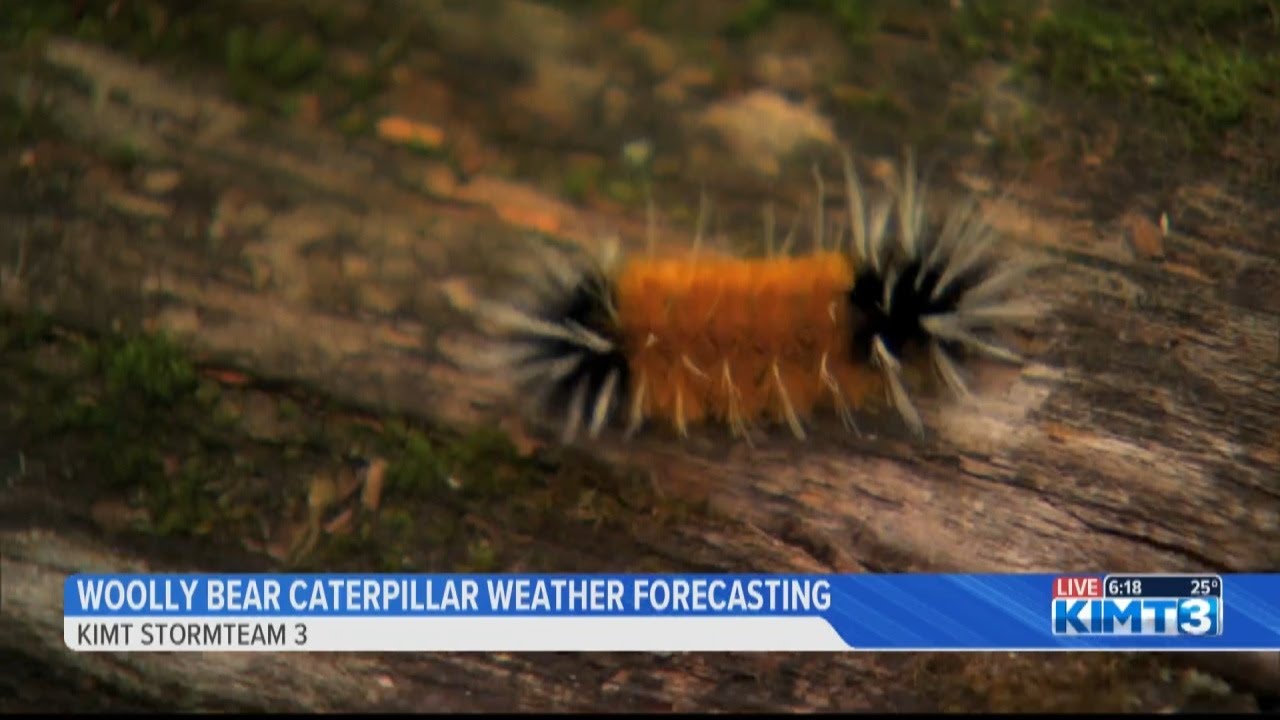 Woolly Bear Caterpillar Weather Forecasting YouTube