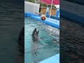 知能も高いバンドウイルカとのキャッチボール