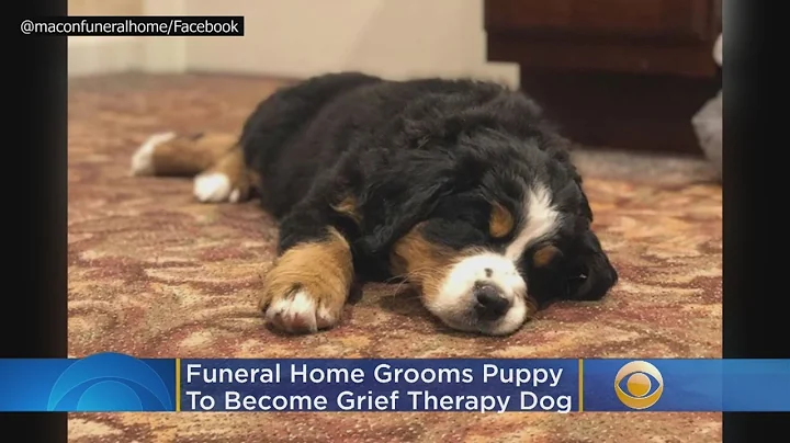 'Say Hello To Mochi': Funeral Home Grooms Puppy To Become A Grief Therapy Dog