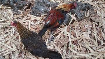 mus dib qaib qus tuaj zoo kawg 13/4/2023