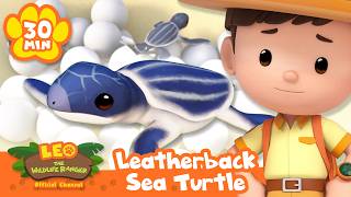 LEO GUIDES THE BABY SEA TURTLES INTO THE OCEAN! | Leo the Wildlife Ranger | Learning Animal Cartoons