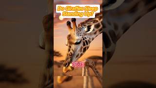 Do Giraffe's Sleep Standing Up? #shorts #viralvideo #animals