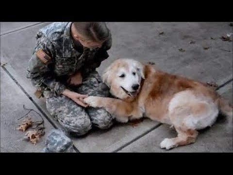 Vidéo: Deux Chiens Incroyables Et Héroïques