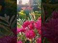 #garden #pet #flowers #nature #home