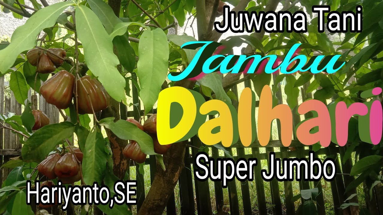 Keunggulan dan kekurangan jambu Dalhari dibanding jambu air lainnya.
