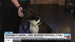 Cincinnati Animal CARE remains critically full
