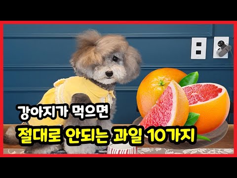10 frutas! ¡Los perros no deben comer! 🍎🐶 Esta fruta no es buena para los perros.