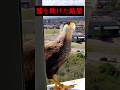 信じられない話... #animals #動物のいる暮らし #鷲 #ペット