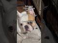 How cute is a French bulldog? #Adorable #cute