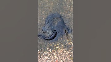 Anyone up for a swim here ? #catfish #fishing #underwater